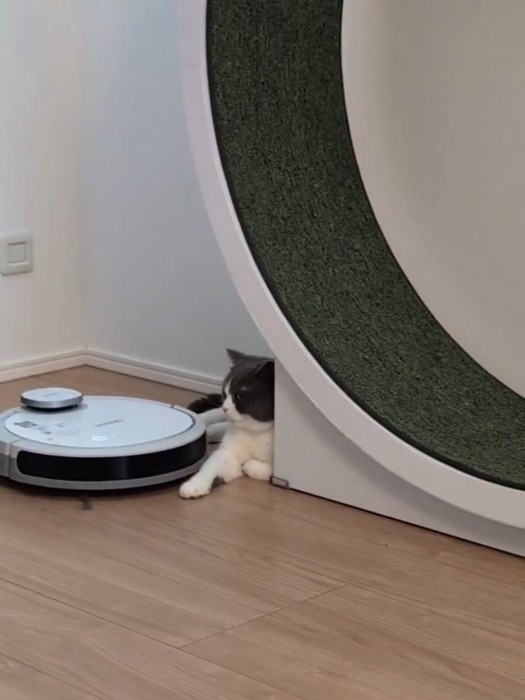 猫に向かってくるロボット掃除機