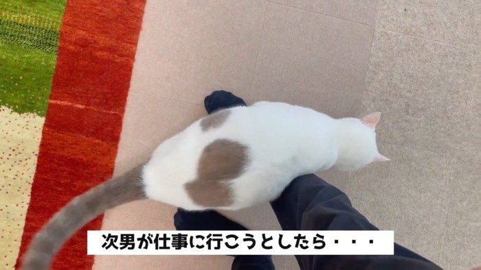 おもむろに次男さんの足元に近づいていく弟猫