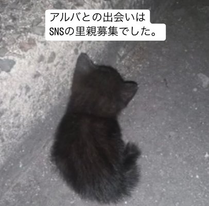 コンクリートの上に後ろ向きで座る子猫