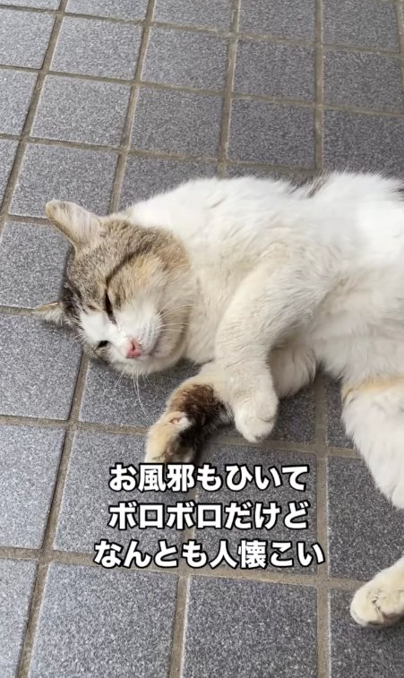 グレーのタイルの上で横になる猫