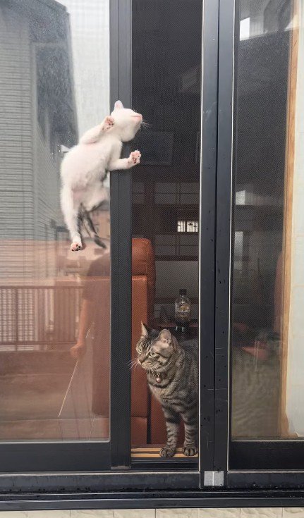 窓の隙間の子猫と見守る猫