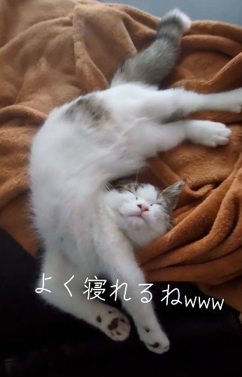 寝ている子猫