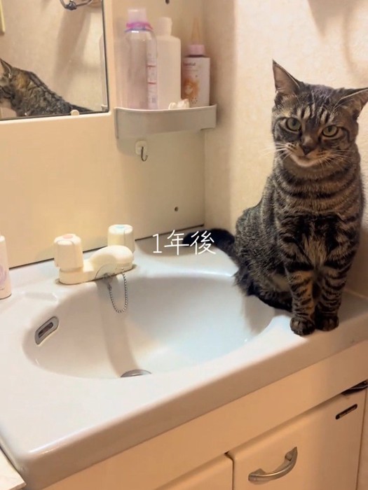 洗面台に座る猫