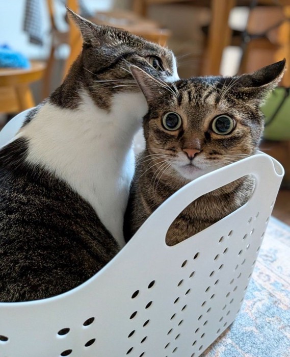 驚く猫