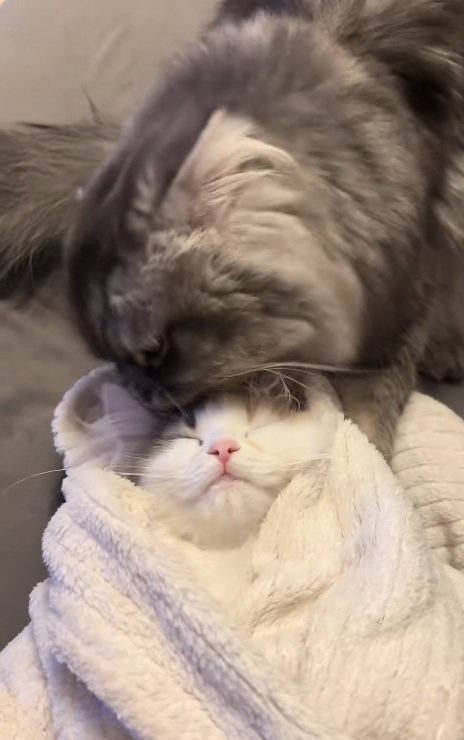 おくるみの中で寝る子猫と子猫をなめる猫