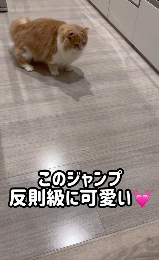 猫砂を見ている猫