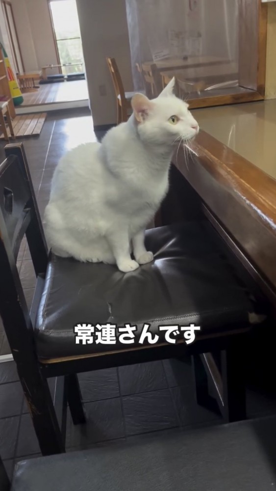 カウンター席に座る猫%年間変わらないルーティン