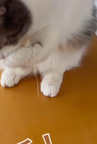 両前足を口元に付ける猫のアップ