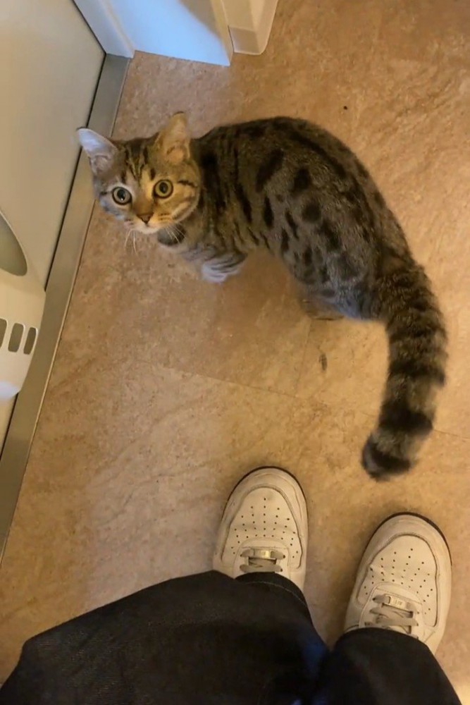 人の足元に立つ猫