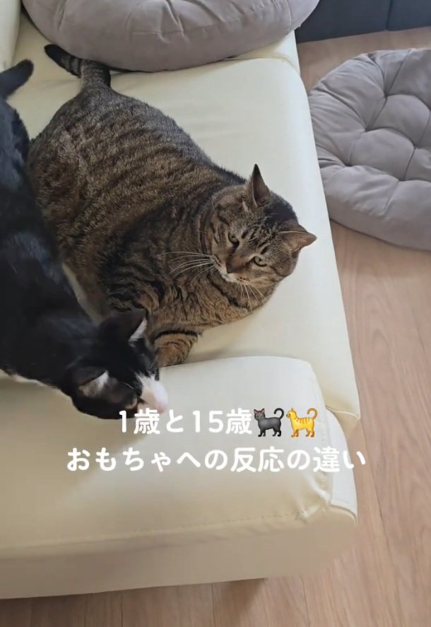 るるくんを見つめるももちゃん