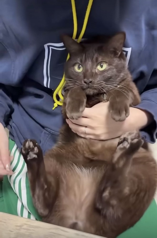 飼い主に抱っこされる保護猫