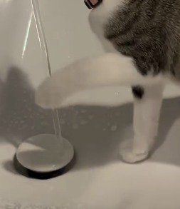 洗面ボウルから離された前足