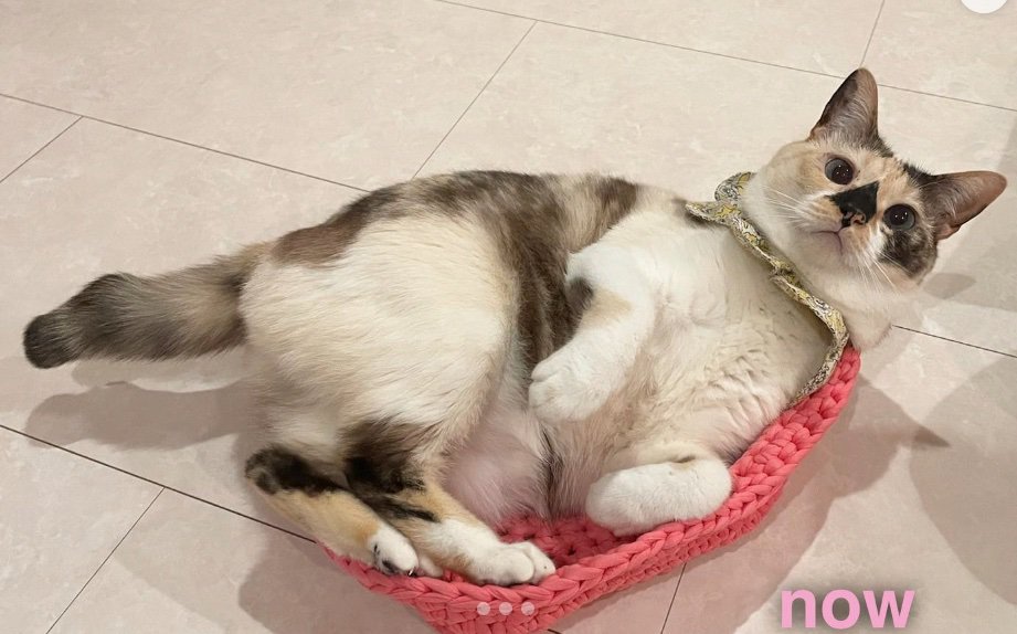 リラックスする猫