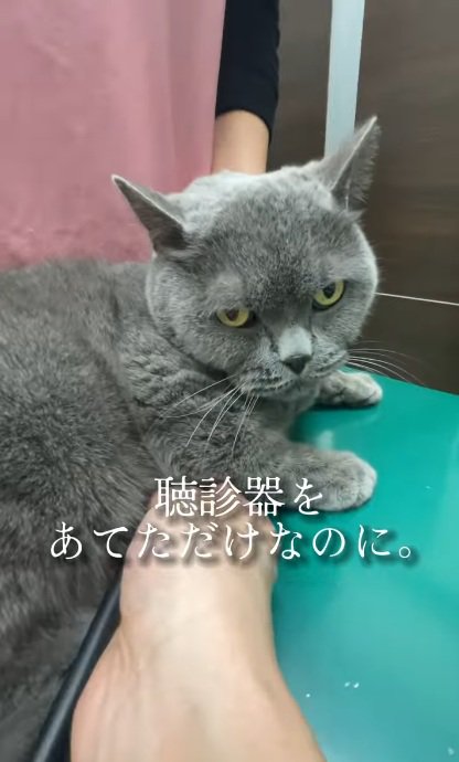 聴診器を当てられてにらんでいる猫