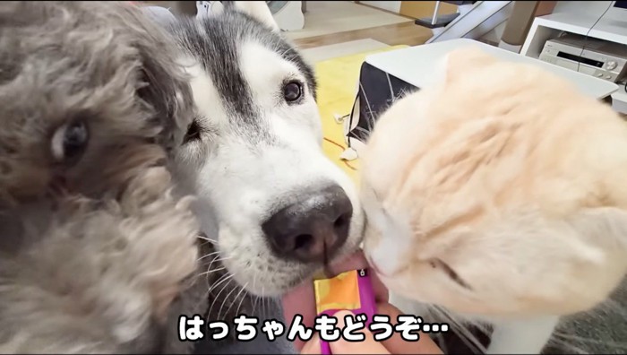 飼い主が持っている液状おやつを舐める猫と2頭の犬