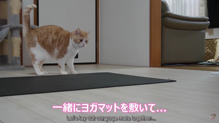 マットと猫