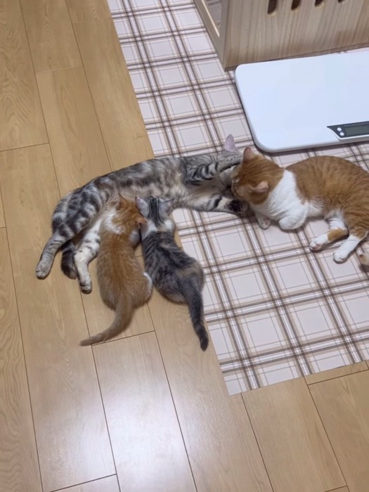 授乳しながら毛づくろいする猫