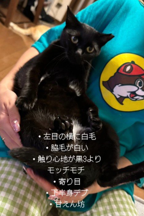 仰向けで抱っこされる猫