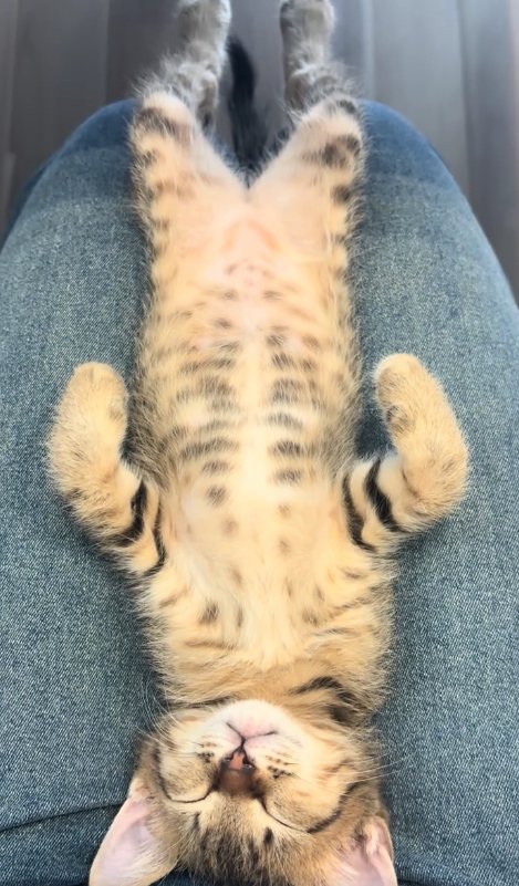 膝の上でへそ天で寝ている子猫
