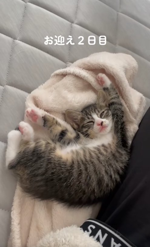 白い毛布の上でバンザイ寝をする子猫