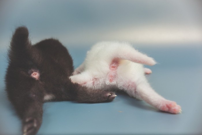 白子猫と黒子猫のお尻