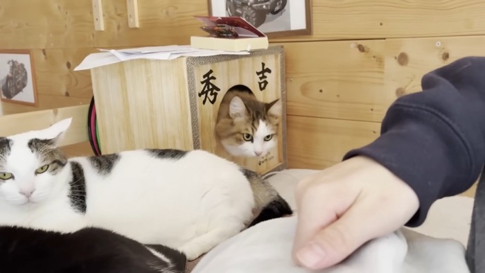 「秀吉」と書かれたキャットハウスからお顔を出す猫ちゃん