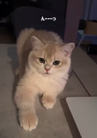 返事をする猫