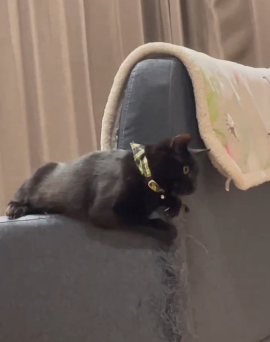 ソファのアームに座る黒猫