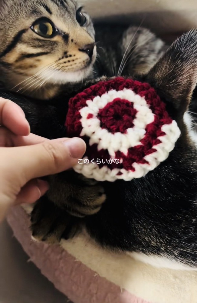 キジ白猫の頭の寸法を測るママと隣で寛ぐ子猫