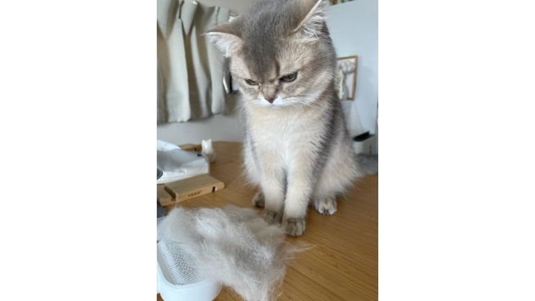 猫と抜け毛