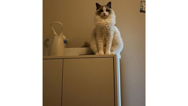 室内にいる猫