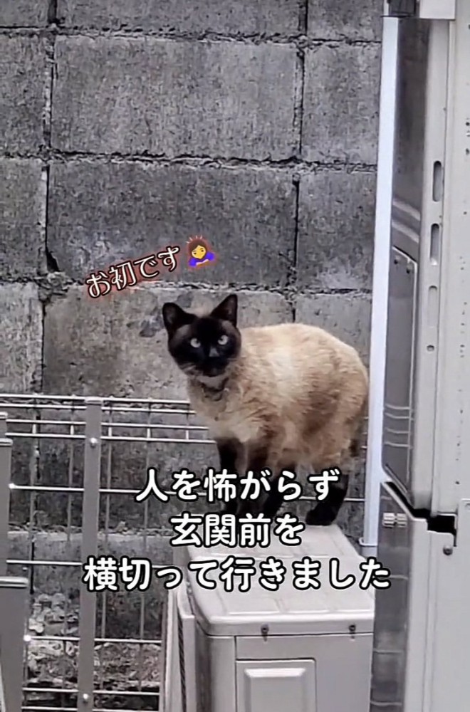 室外機の上に乗るシャム猫