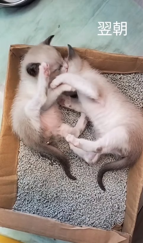 トイレの中で遊ぶ2匹の猫