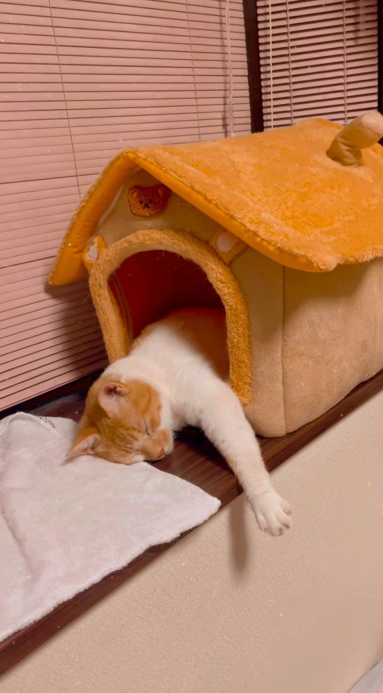 ペットハウスの中に入ってくつろぐ猫