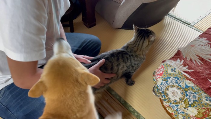 なでてもらう猫と追いかける犬