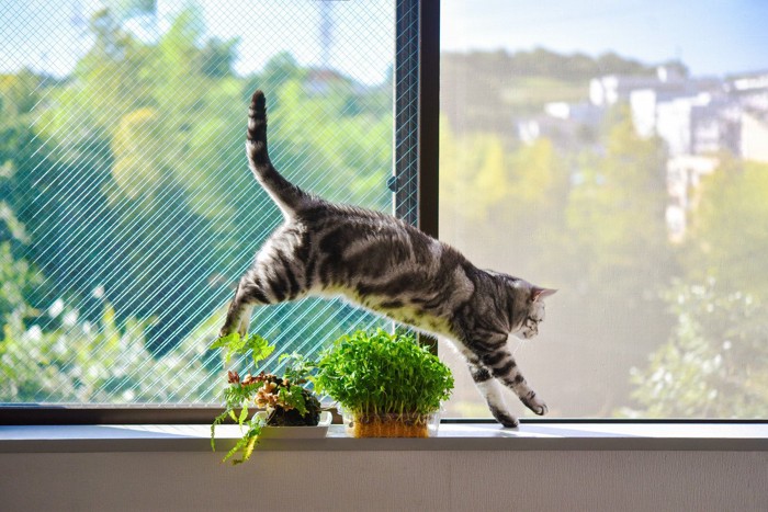 窓辺でジャンプする猫