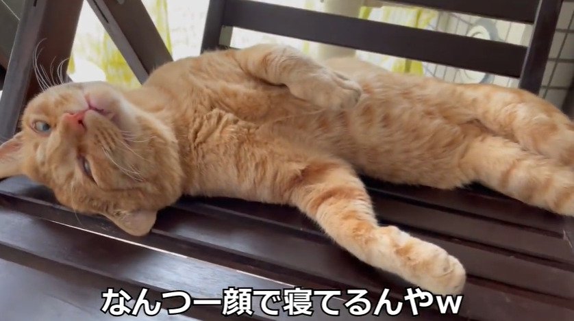 イスの上で寝転がる茶トラ猫