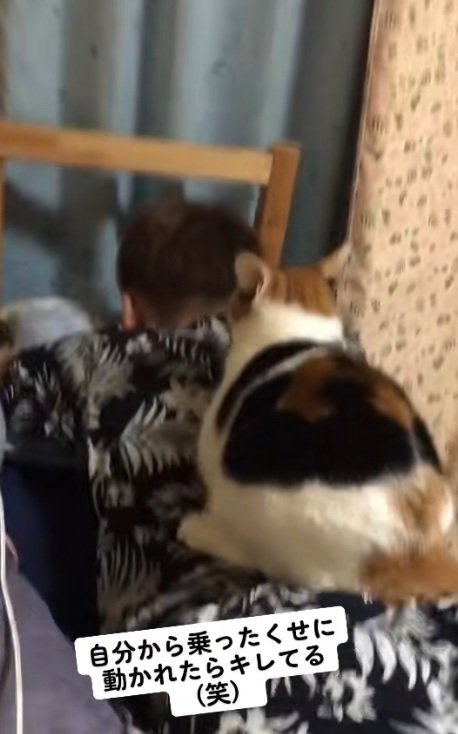 背中の上に乗っている猫