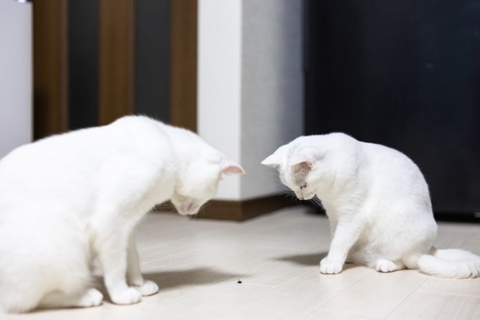 虫を見ている2匹の猫