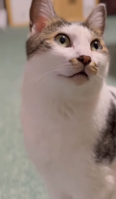 画面斜め右上を見上げるお座りをした猫(字幕なし)