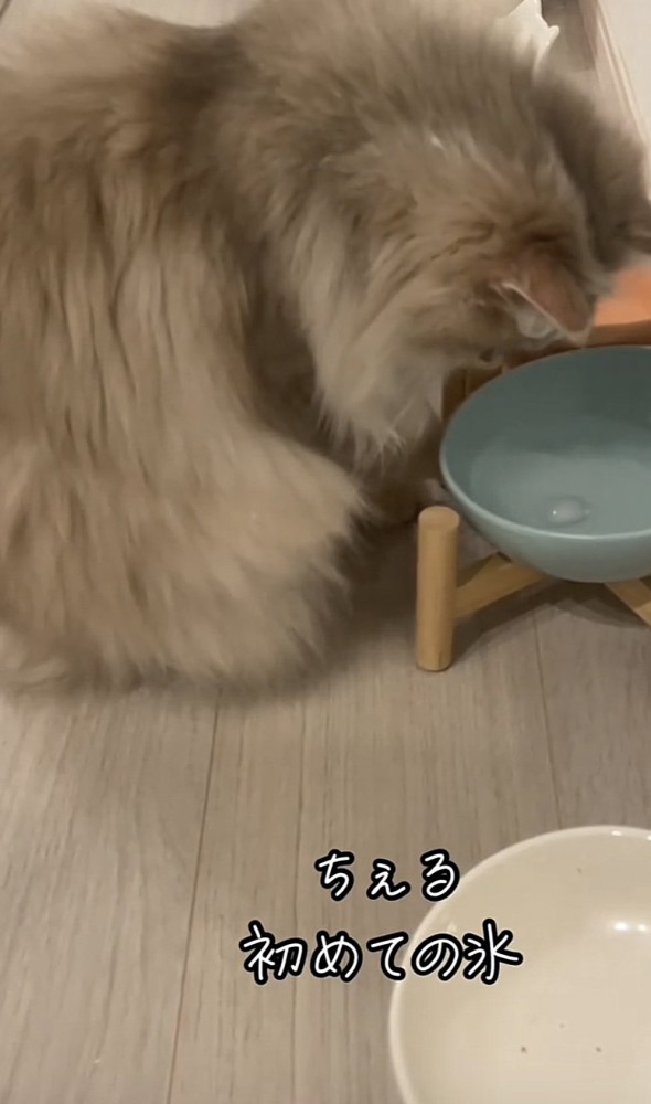 氷を見つめる猫の写真1