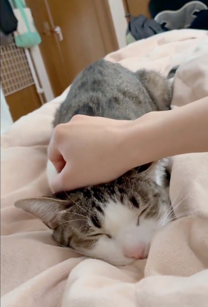 眠りに落ちた猫