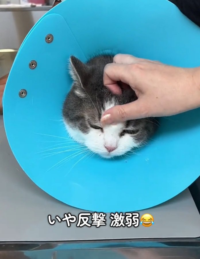 しょんぼりする猫