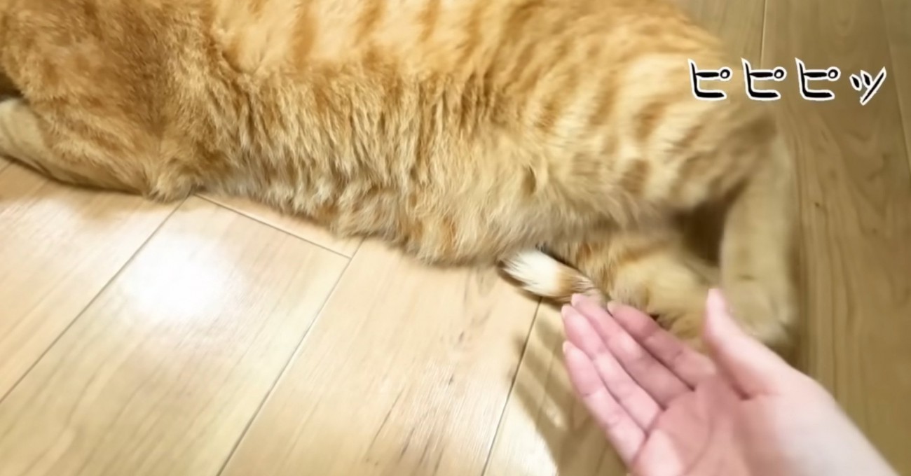 足を触らせるまるとら