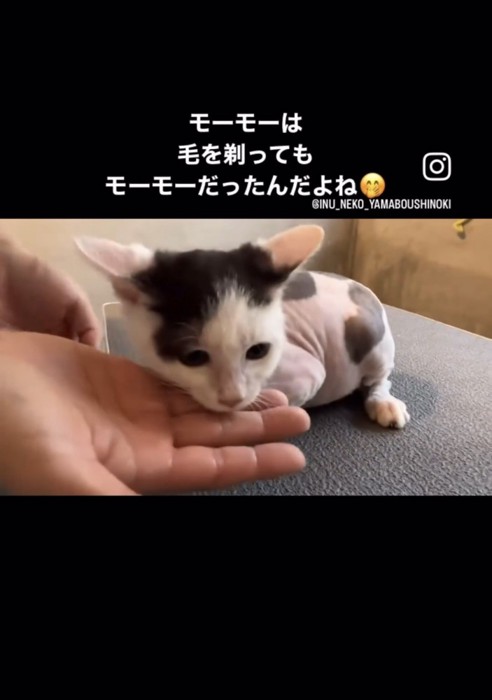 毛を剃った子猫