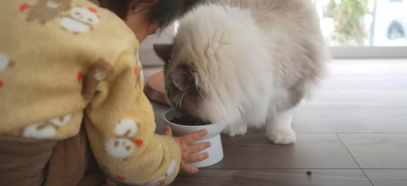 食べる猫