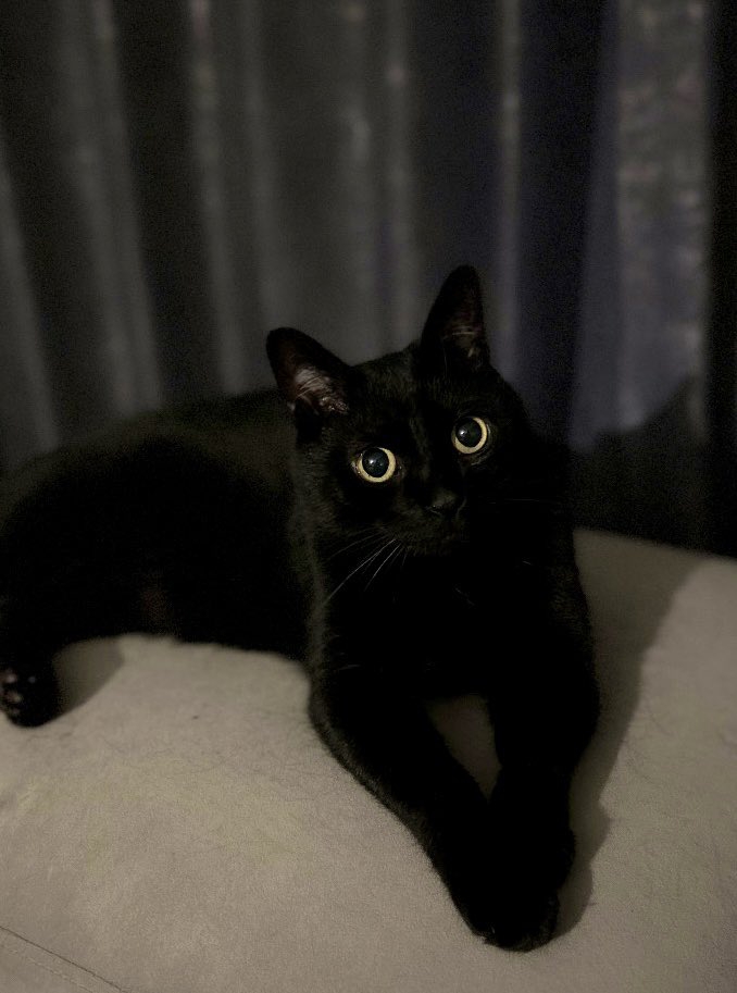 腕を伸ばして優雅に座る猫