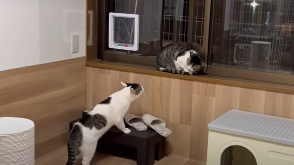 威圧する猫とうずくまる猫