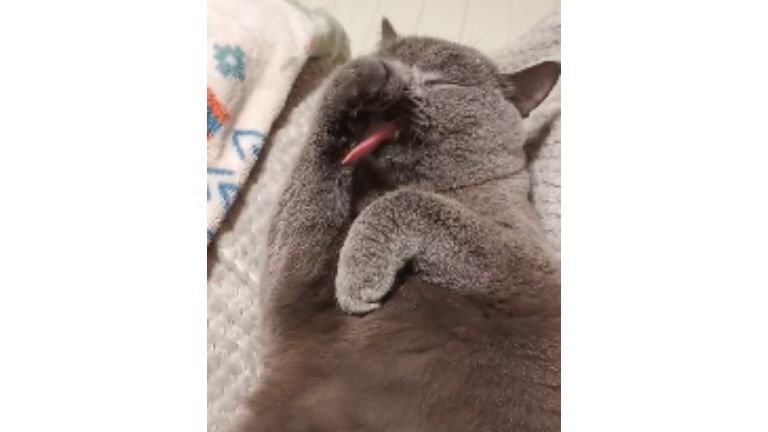 毛づくろいしている猫