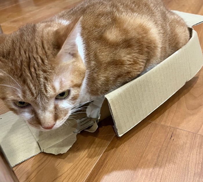 箱を壊して中に全身入る猫